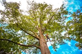 How Our Tree Care Process Works  in  Perezville, TX