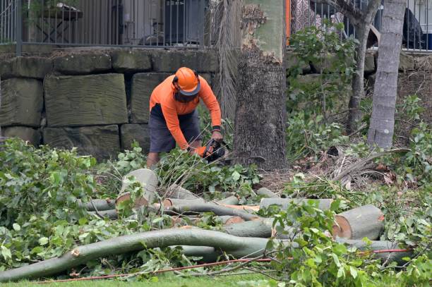 Professional Tree Care Services in Perezville, TX